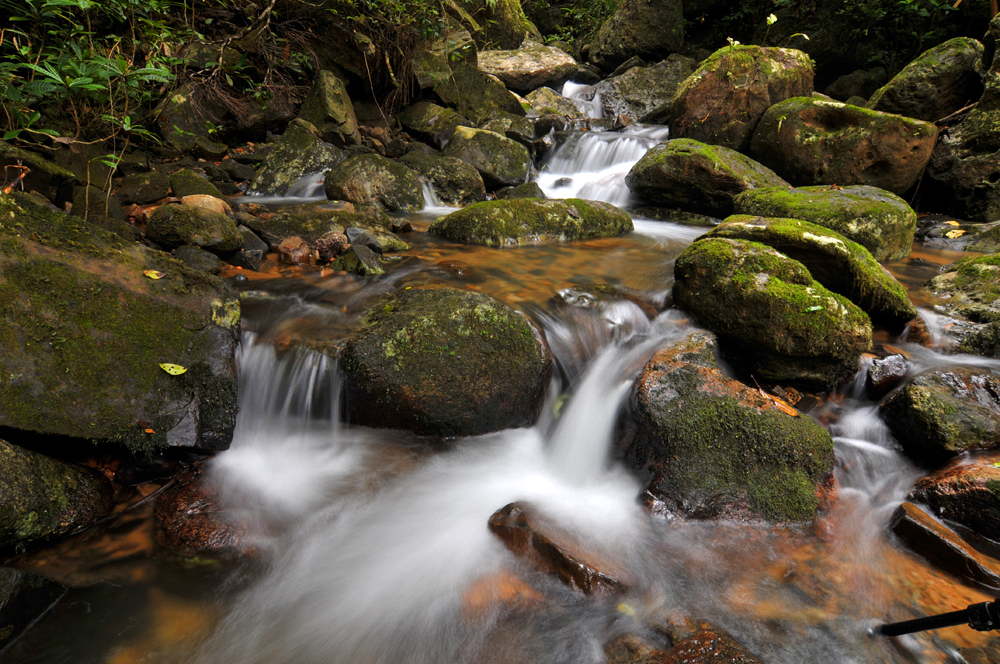 Tief im Masoala Regenwald