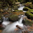 Tief im Masoala Regenwald