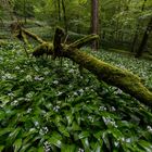 Tief im nassen Bärlauchwald