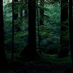 Tief im Nationalpark Bayerischer Wald