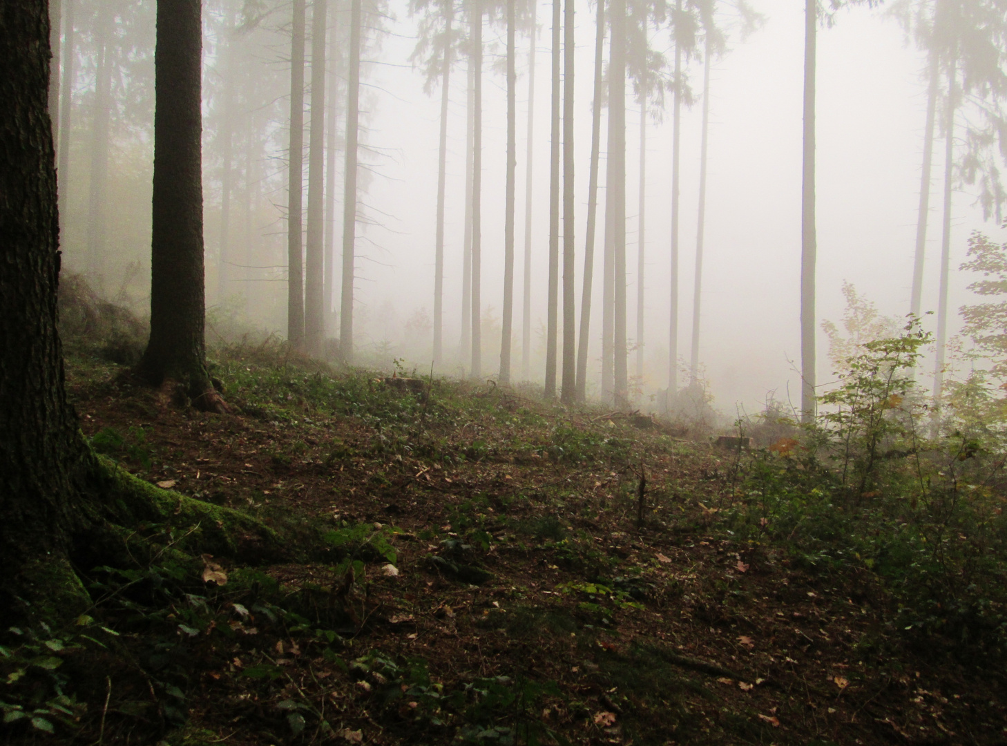 Tief im Nebelwald