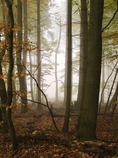 Tief im Nebelwald