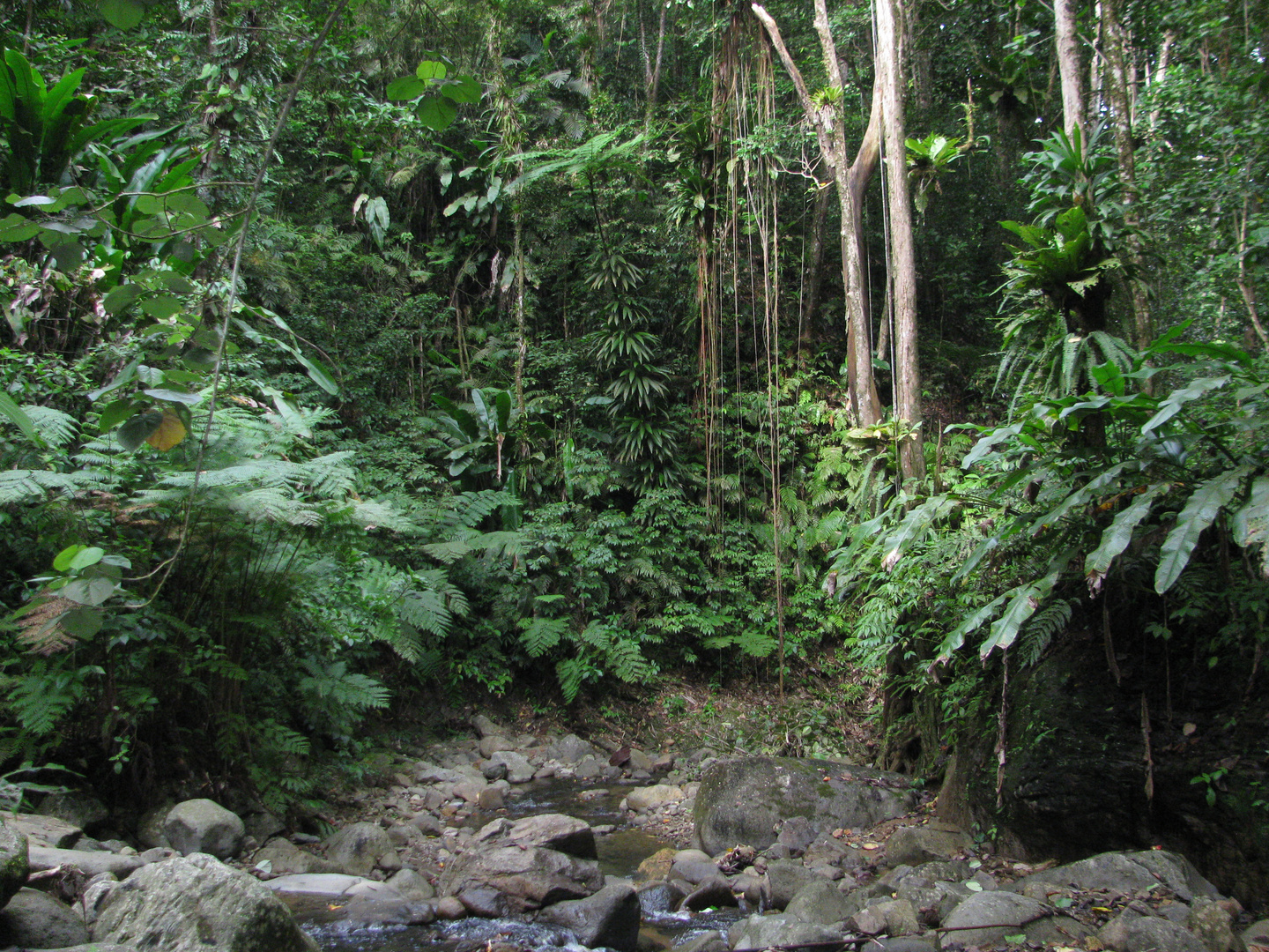 Tief im Regenwald