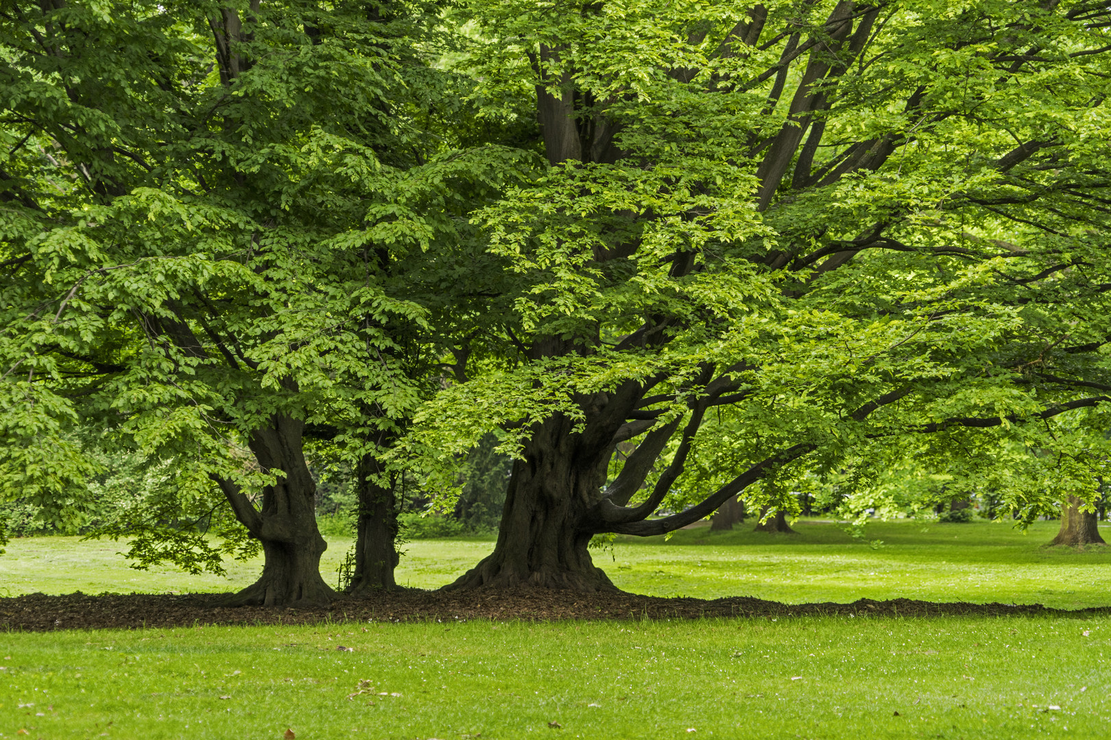 Tief im Stadtzentrum Berlins - der Tiergarten