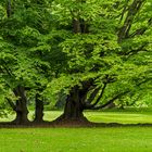 Tief im Stadtzentrum Berlins - der Tiergarten