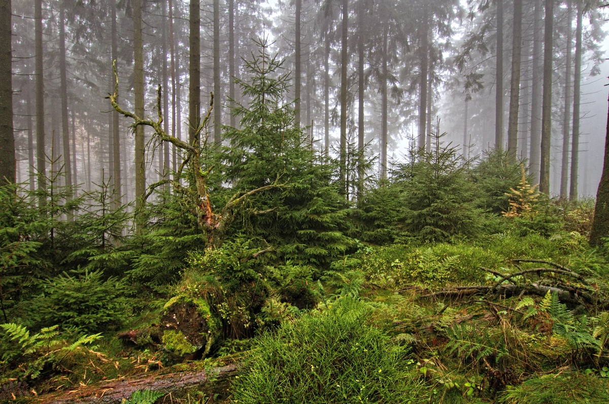 Tief im Wald