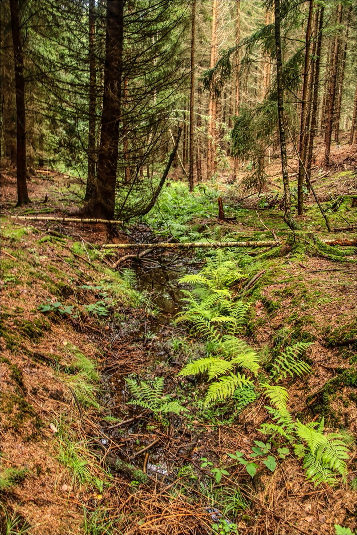 Tief Im Wald Tief Im Wald