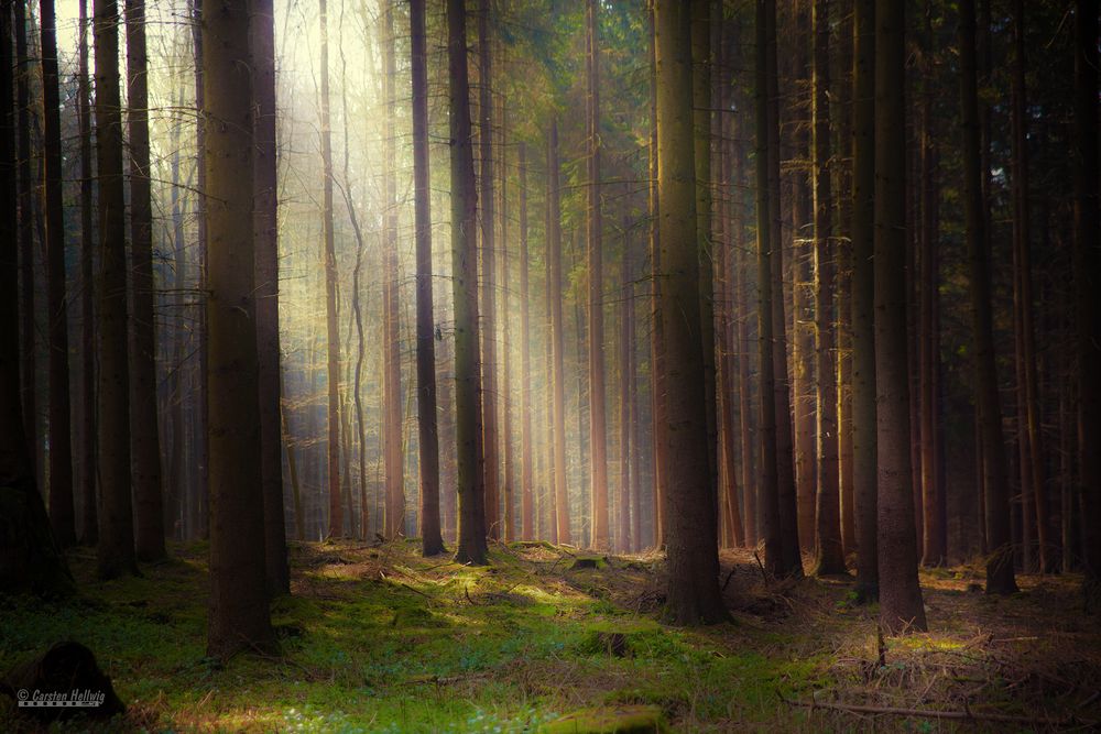 Tief Im Wald Tief Im Wald