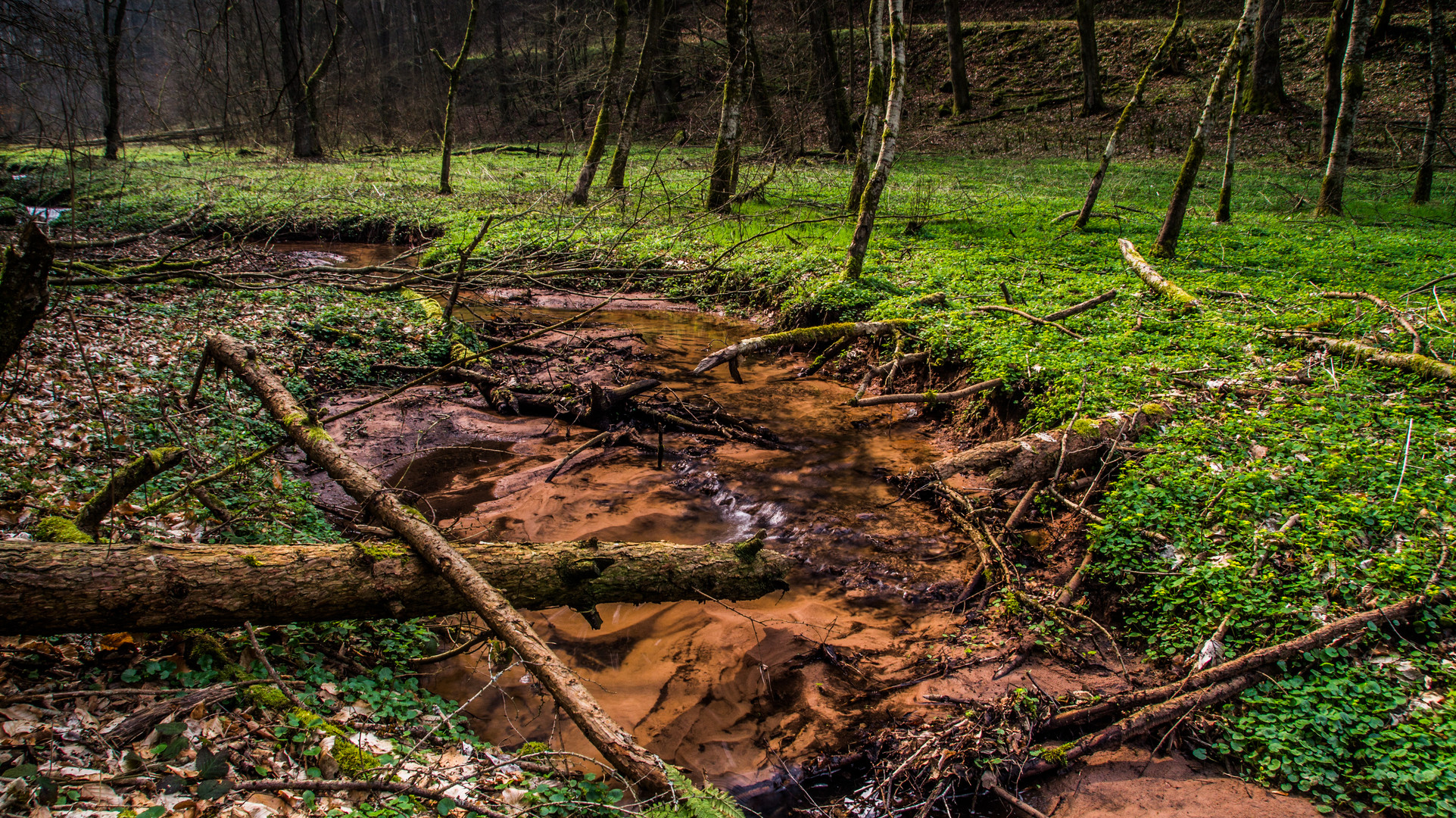 Tief im Wald