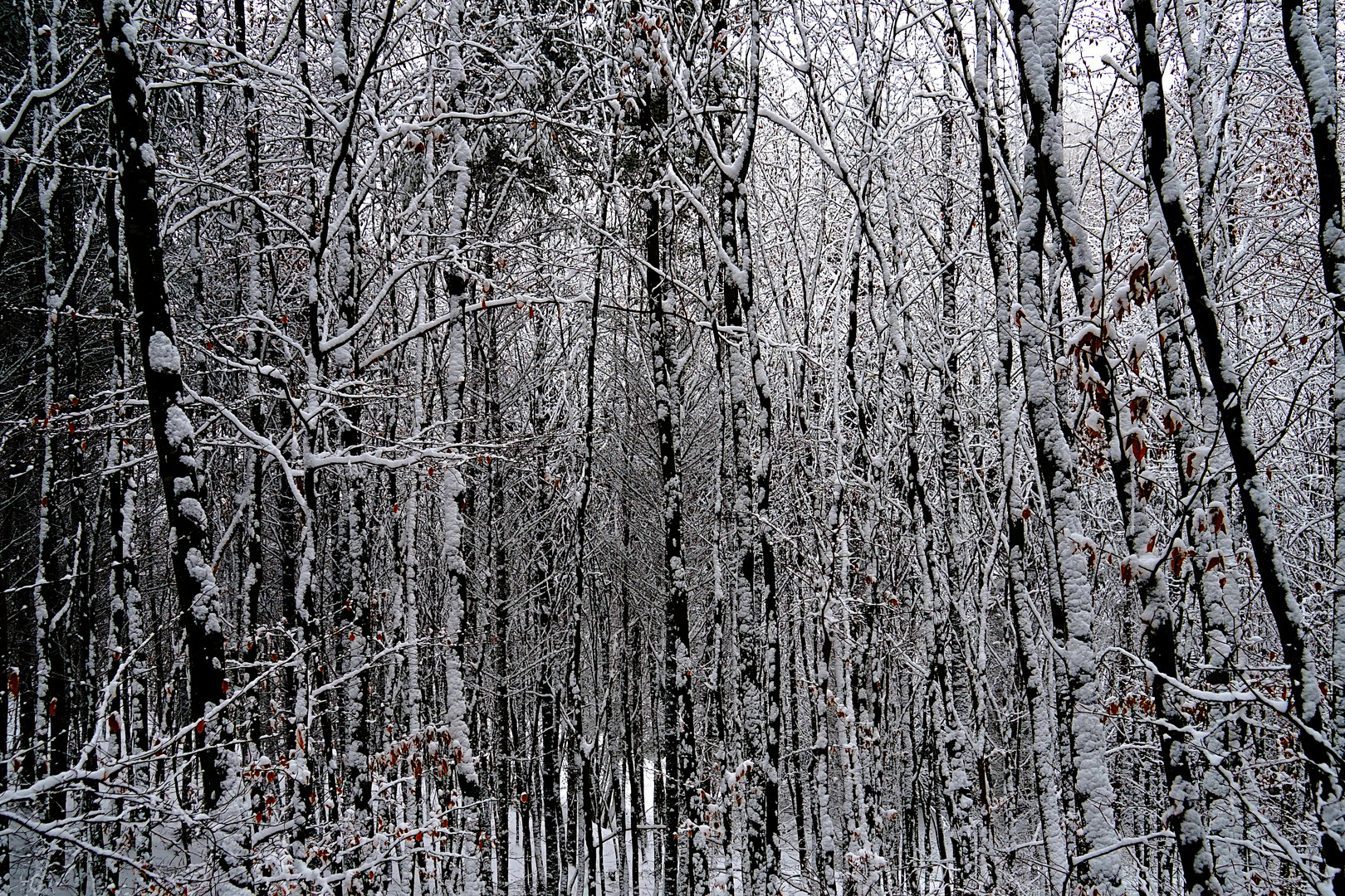 tief im Wald