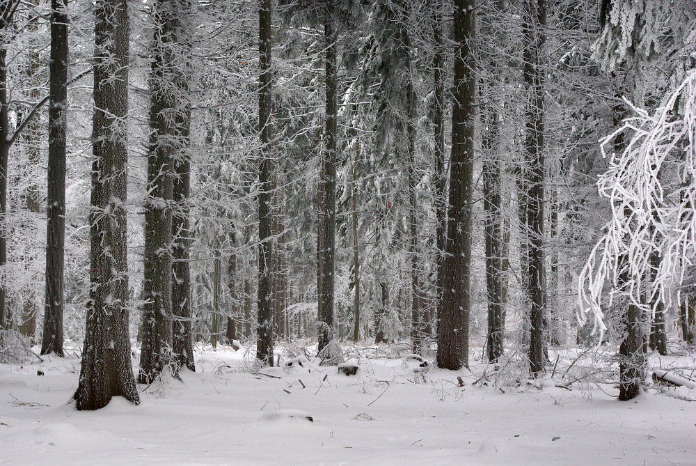 Tief im Wald