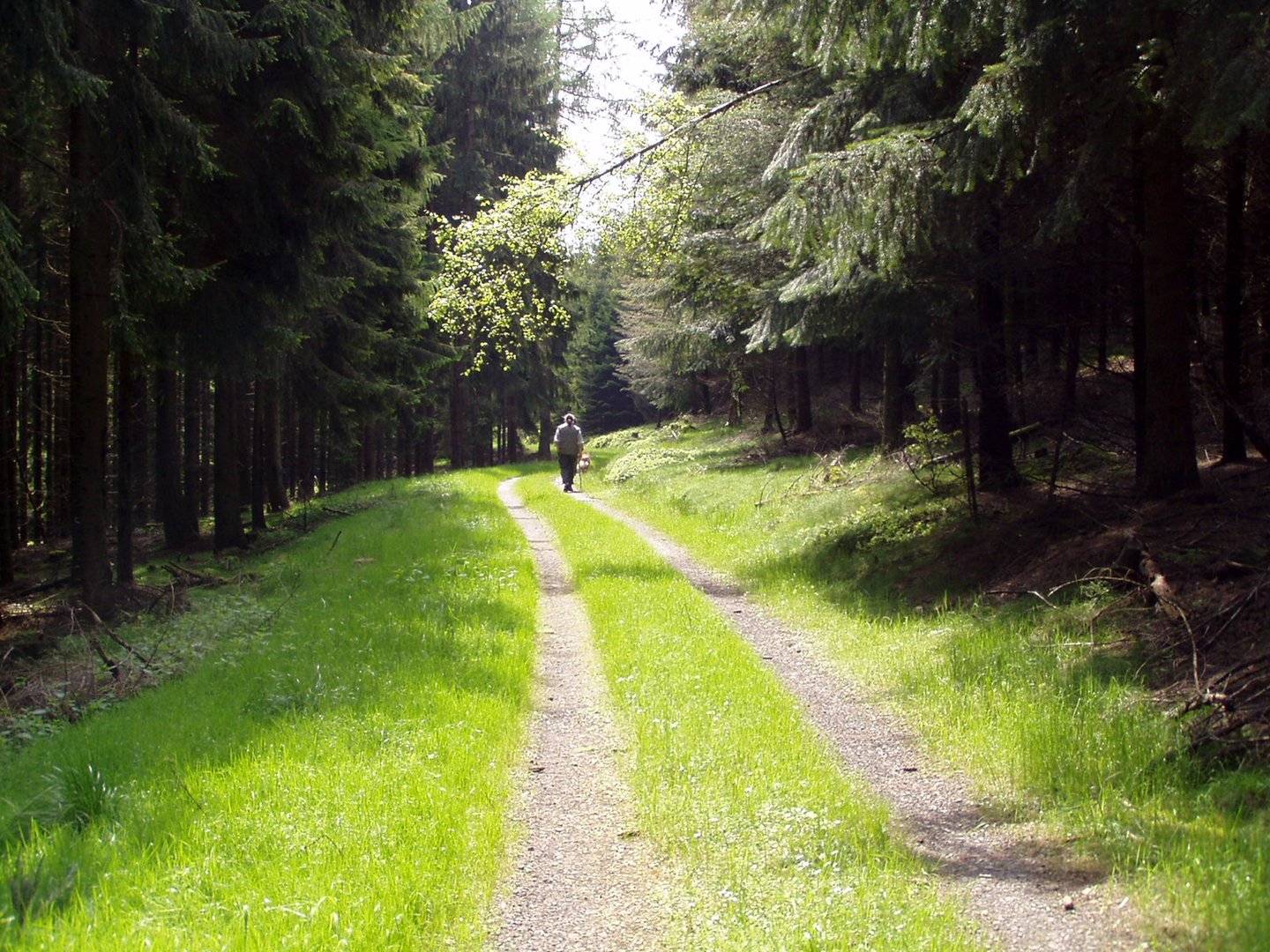 Tief im Wald