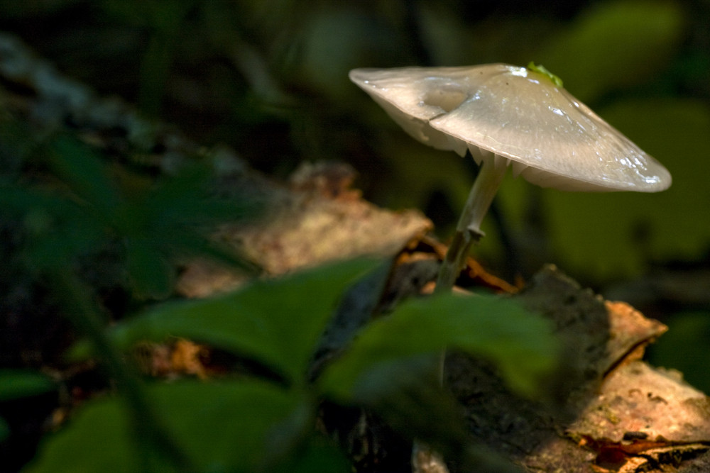 Tief im Wald