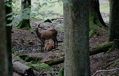 Tief im Wald