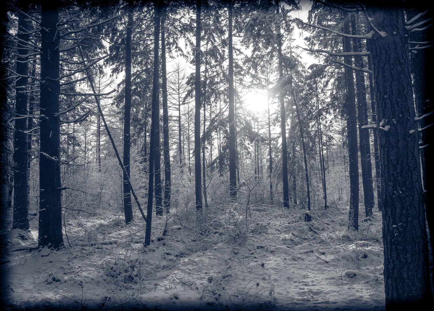 Tief im Wald