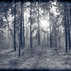 Tief im Wald