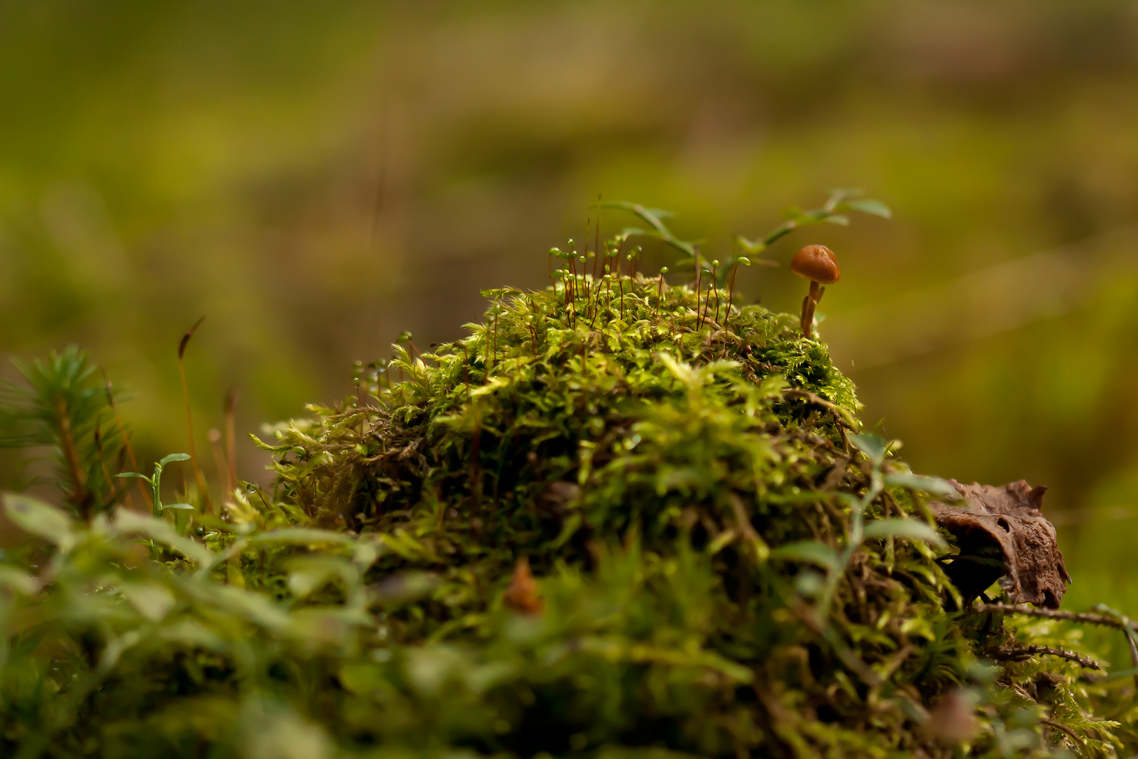 Tief im Wald...