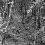 Tief im Wald (4)