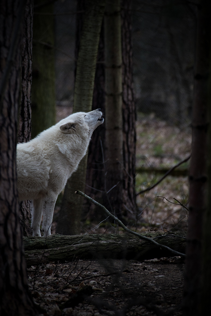 Tief im Wald .....