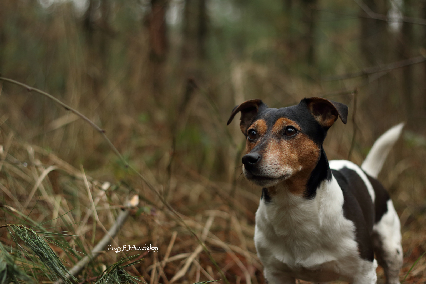 Tief im Wald...