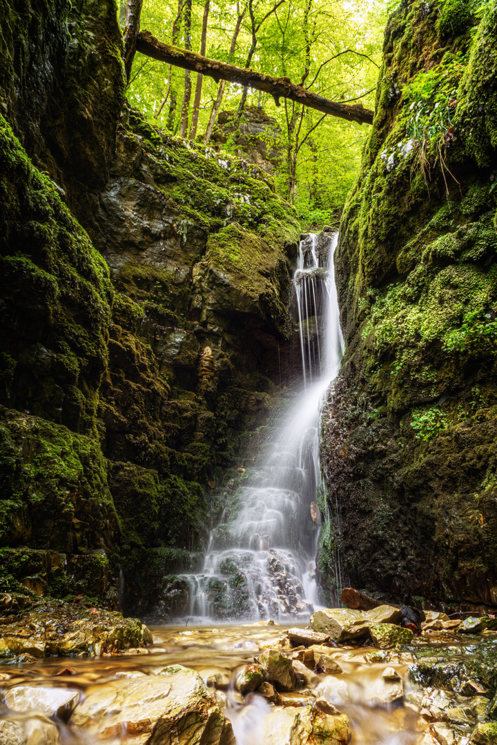 Tief im Wald