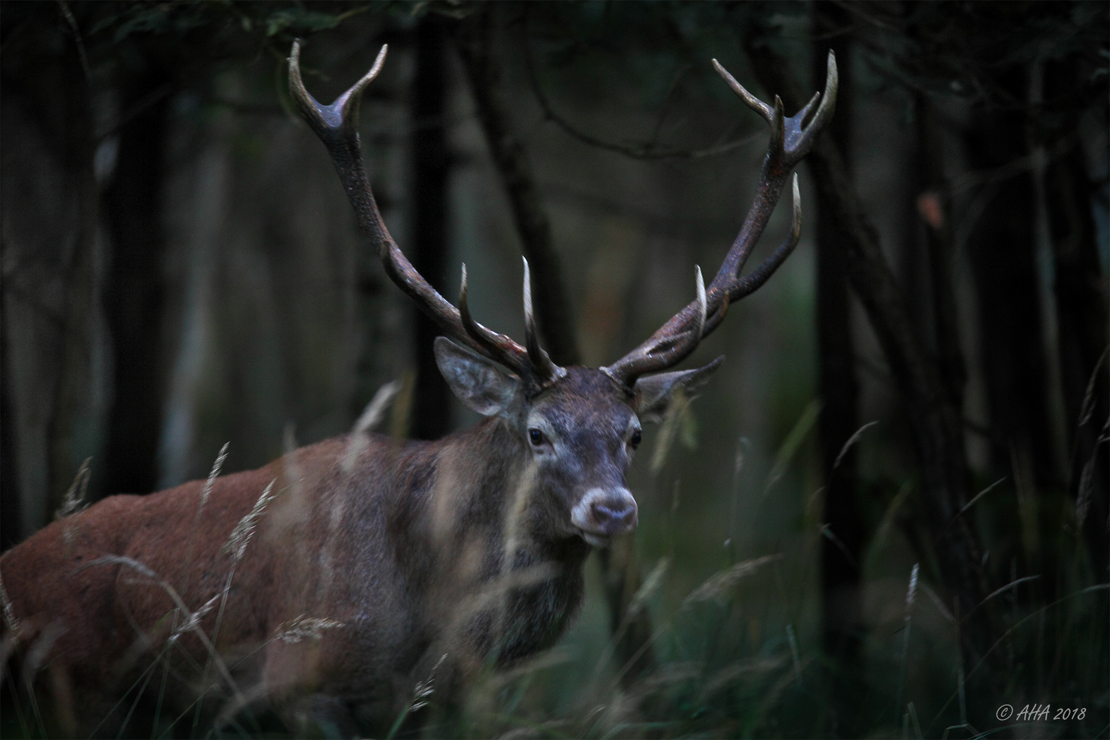 Tief im Wald