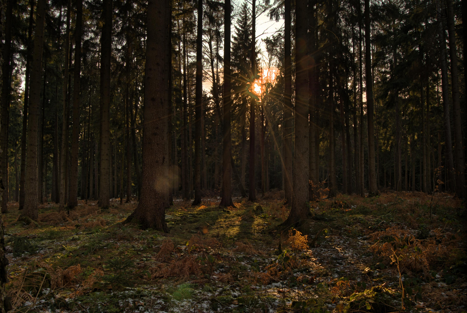 Tief im Wald