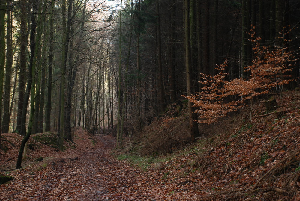 Tief im Wald