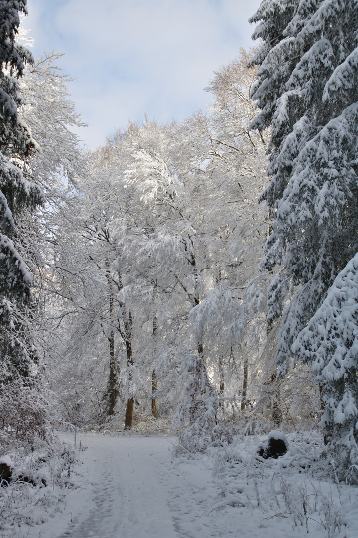 tief im Wald