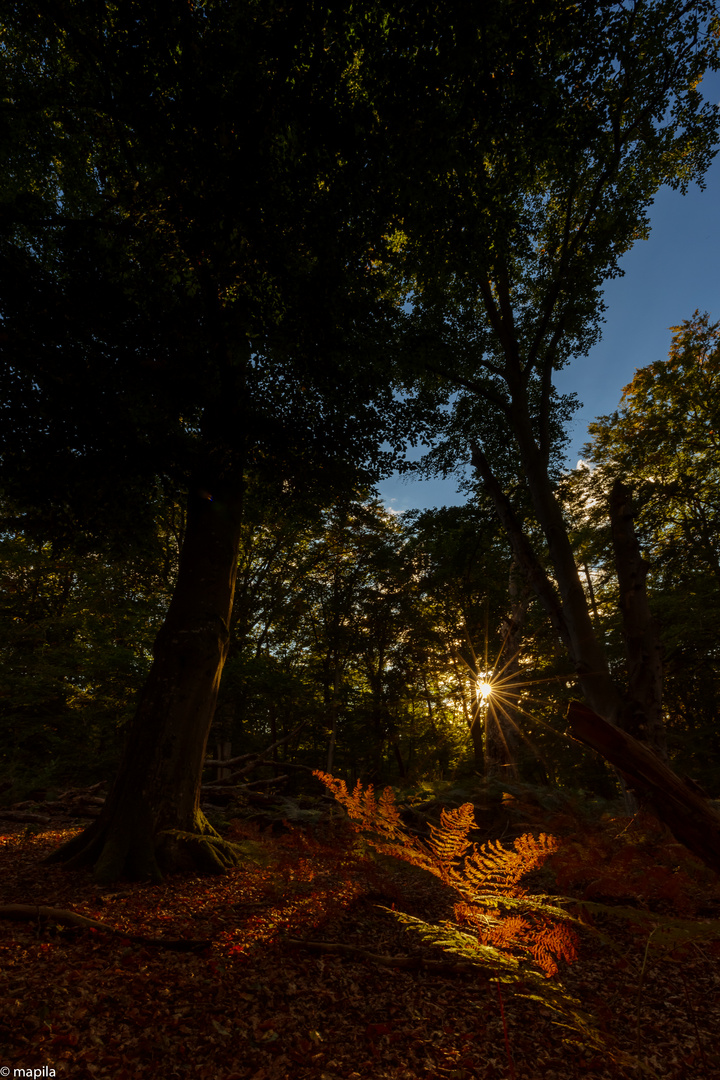 ——— tief im Wald ———