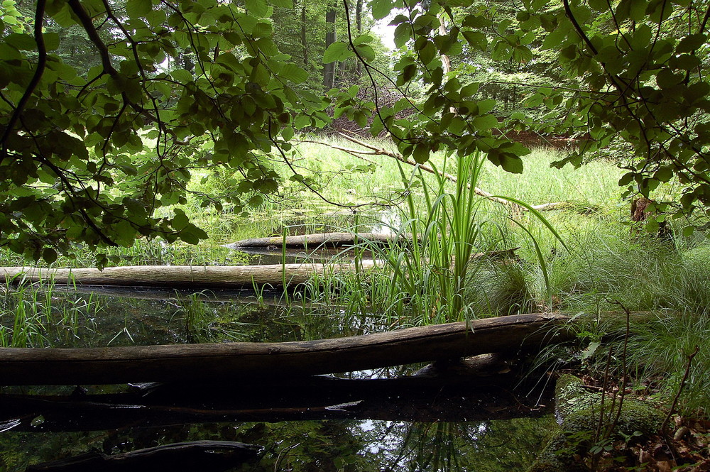 "tief im wald"