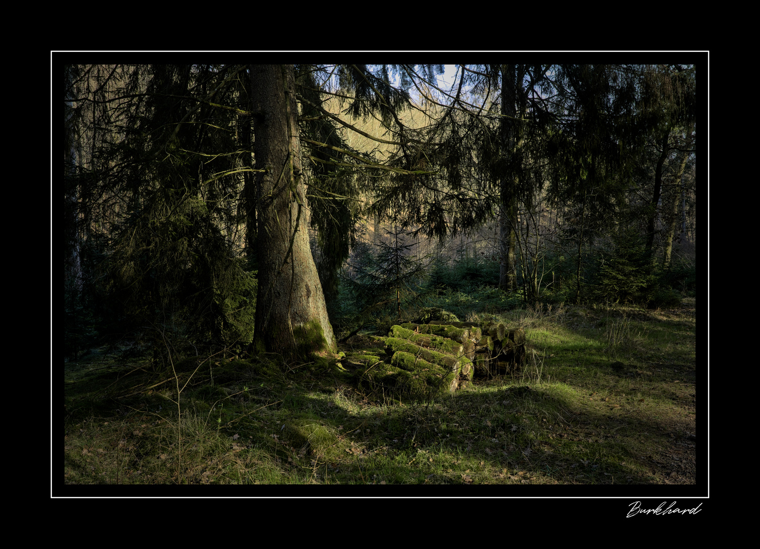 Tief im Wald