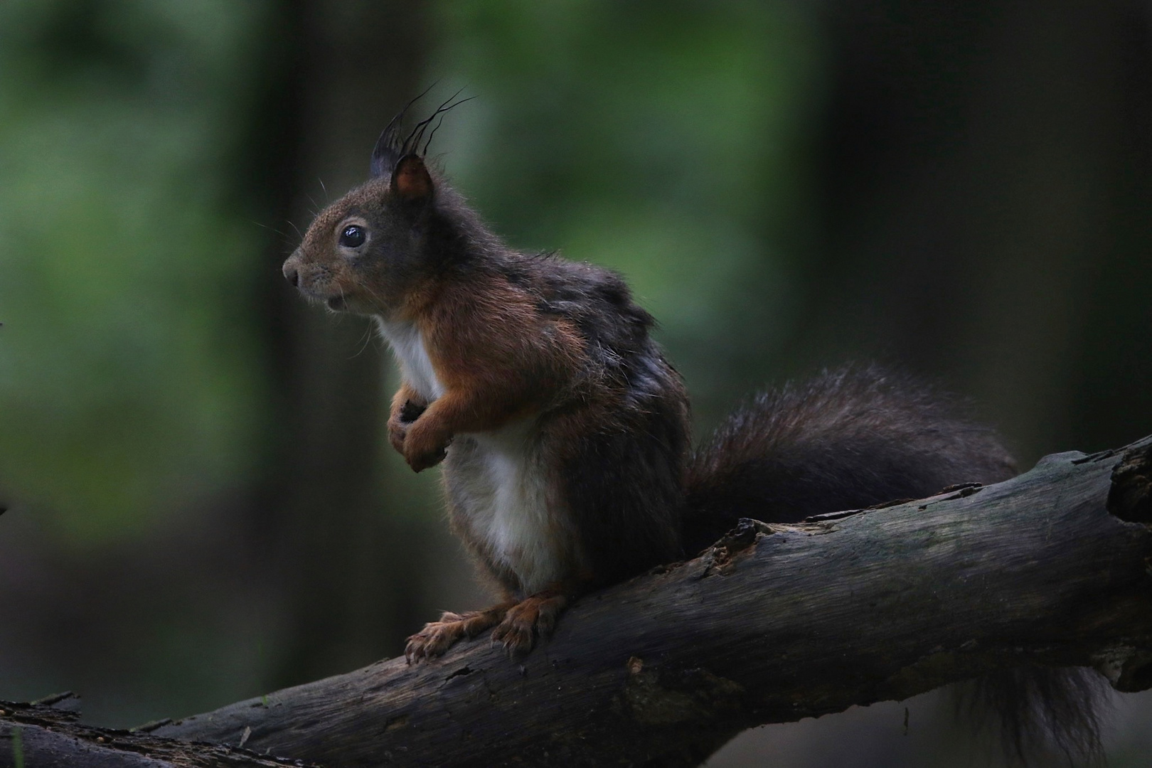 Tief im Wald..