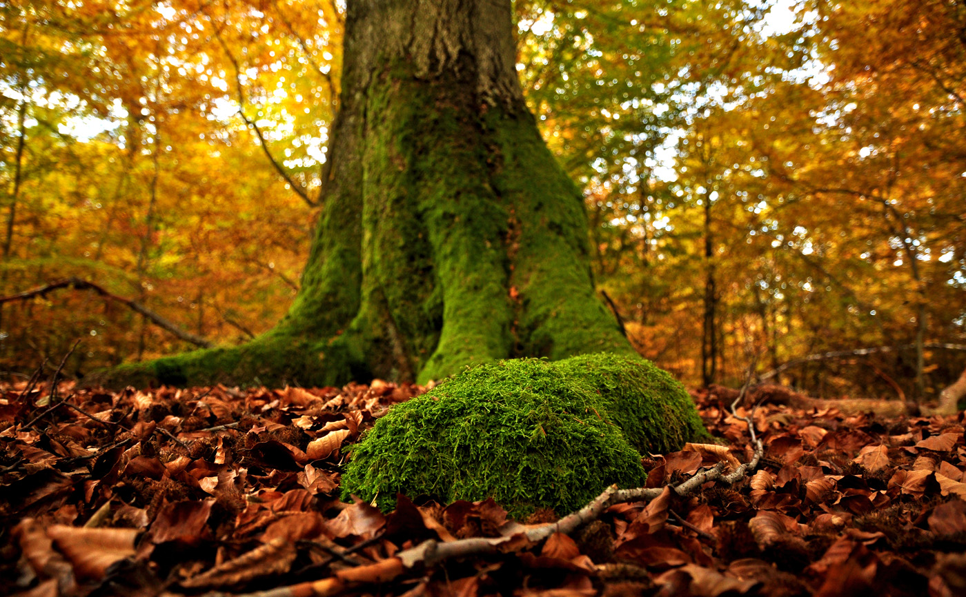 tief im wald