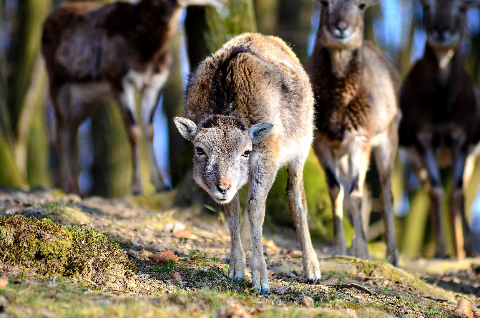 Tief im Wald