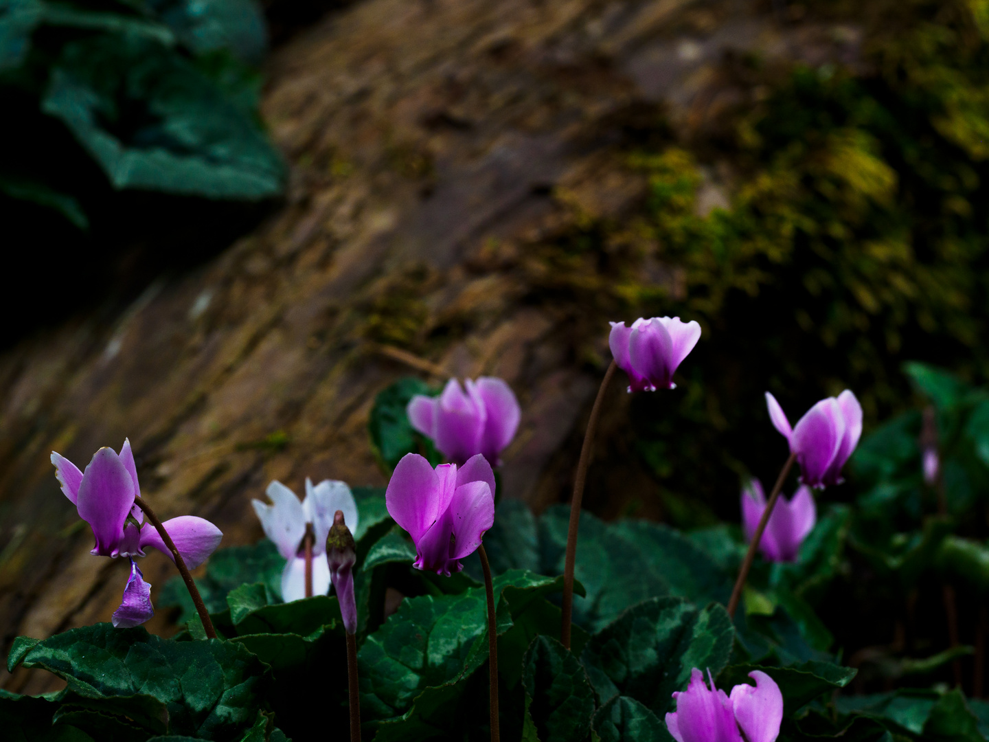 Tief im Wald