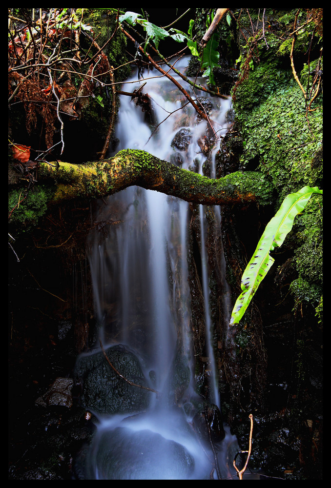 Tief im Wald