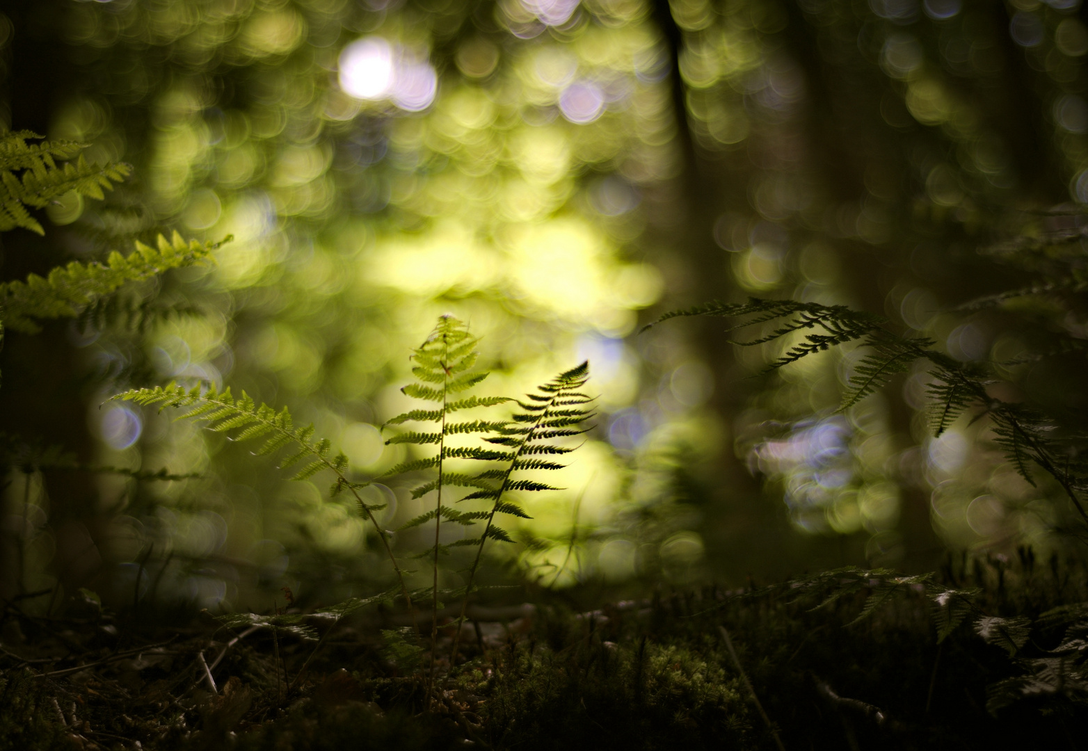 tief im Wald