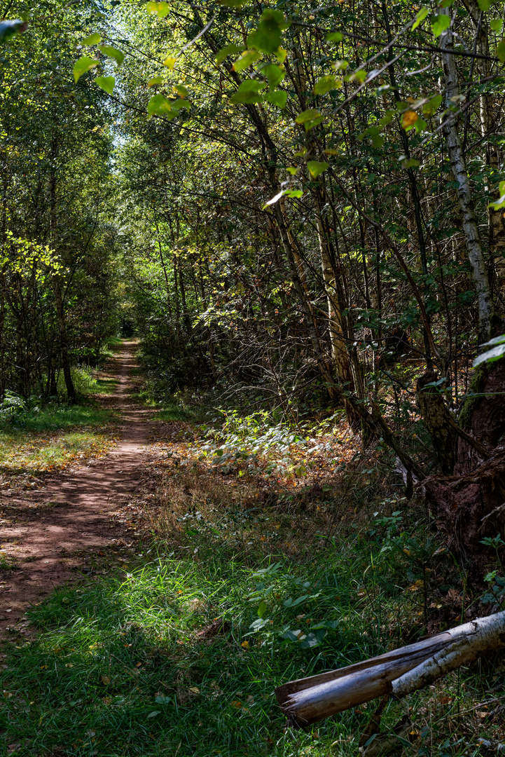 Tief im Wald