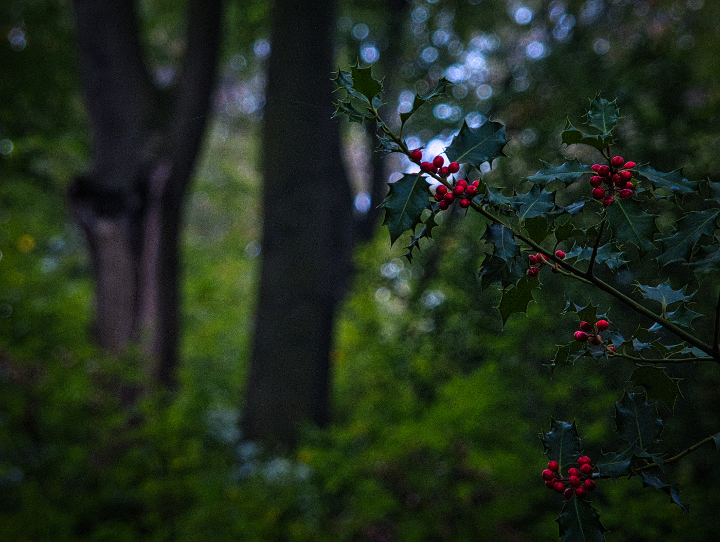 Tief im Wald...