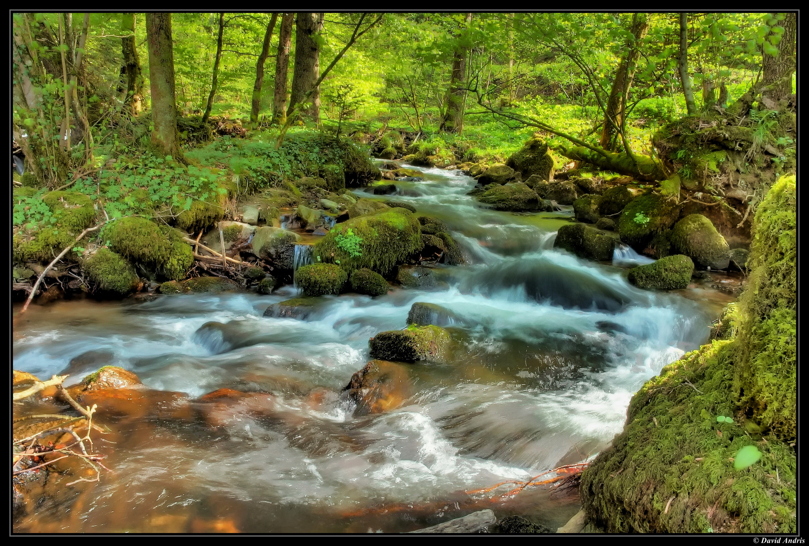 Tief im Wald...