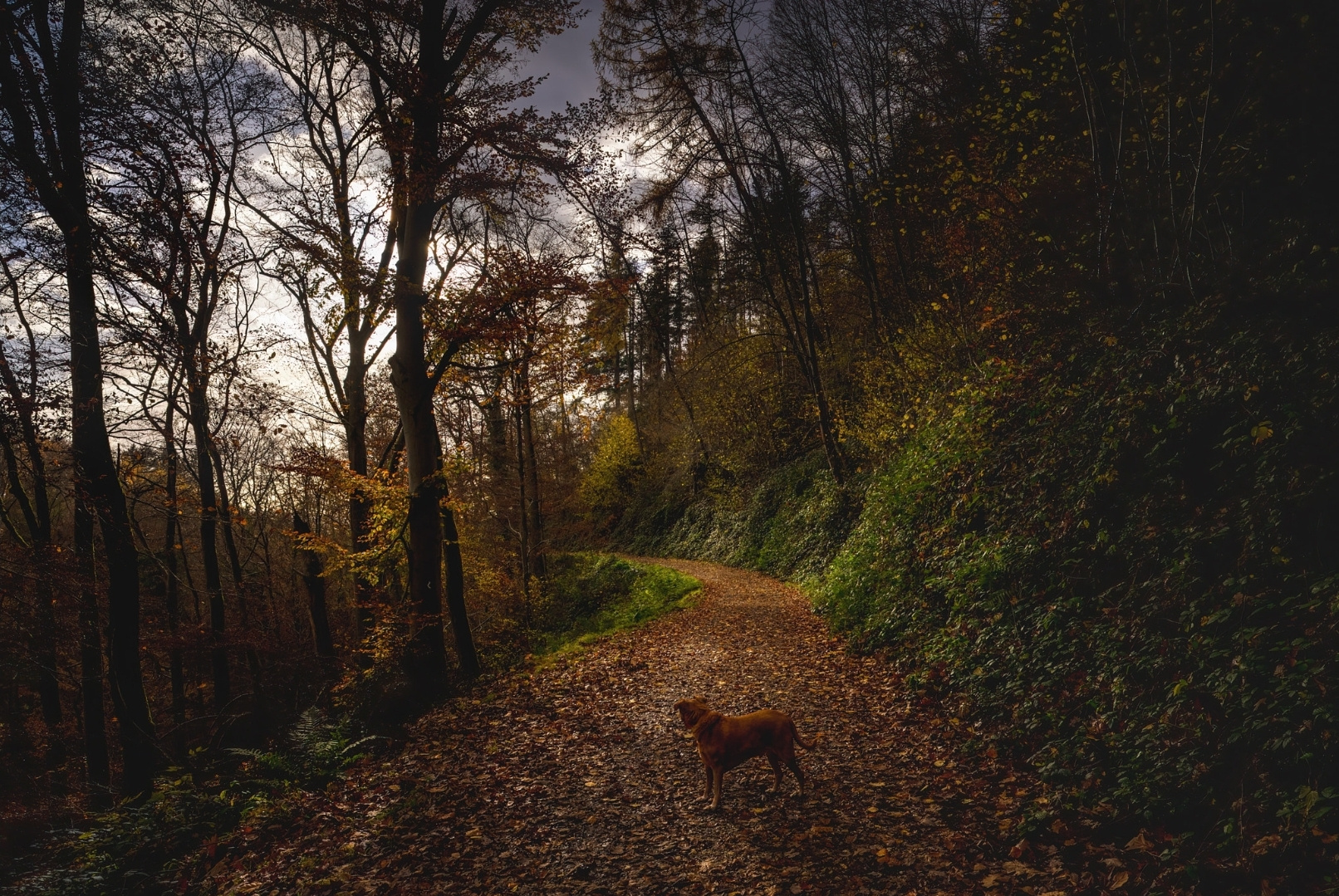 Tief im Wald