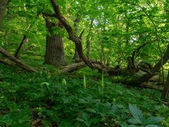 Tief im Wald