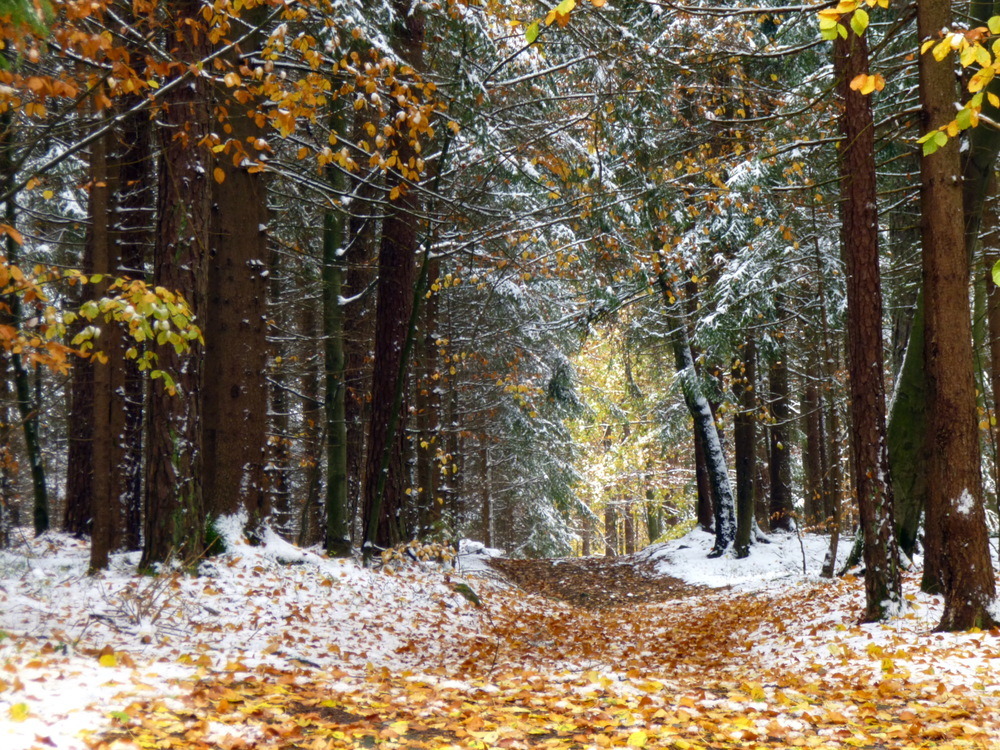 Tief im Wald