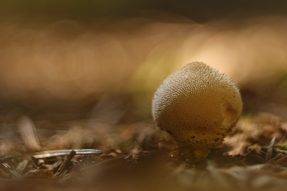 Tief im Wald