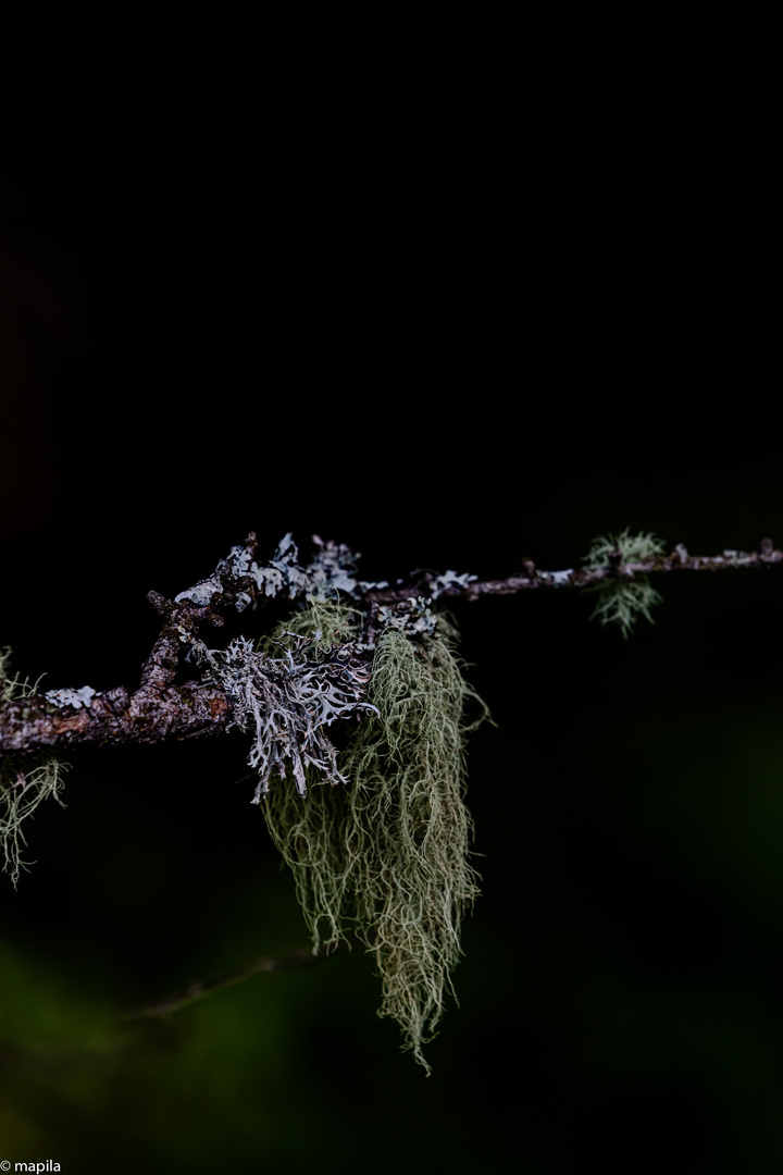 ——— tief im Wald ———