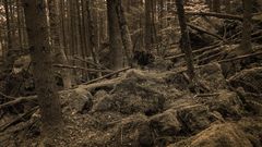 Tief im Wald