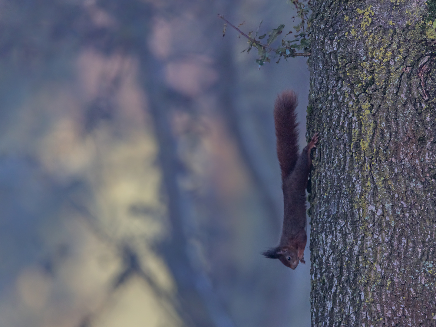 Tief im Wald