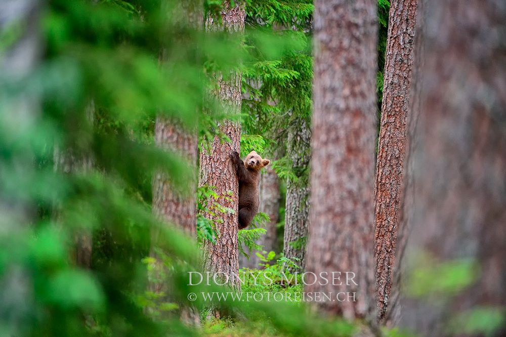 Tief im Wald