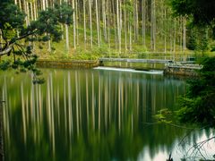 Tief im Wald